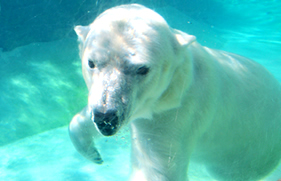 ホッキョクグマのドボンタイム風景