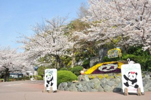 王子動物園　桜