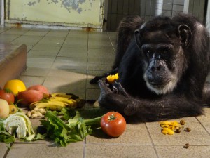 DSC01220ﾋﾞﾜを食べるﾁｪﾘｰ