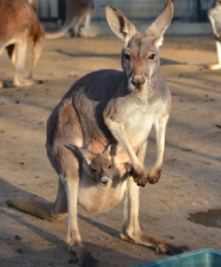 カンガルー２