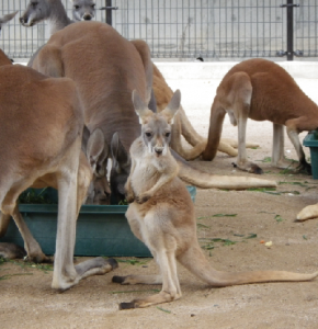 カンガルー３