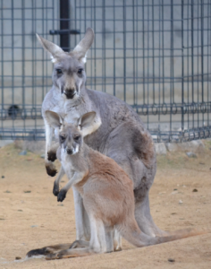 カンガルー４