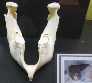 ゾウの下顎骨