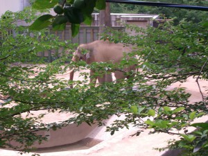 窓からゾウ