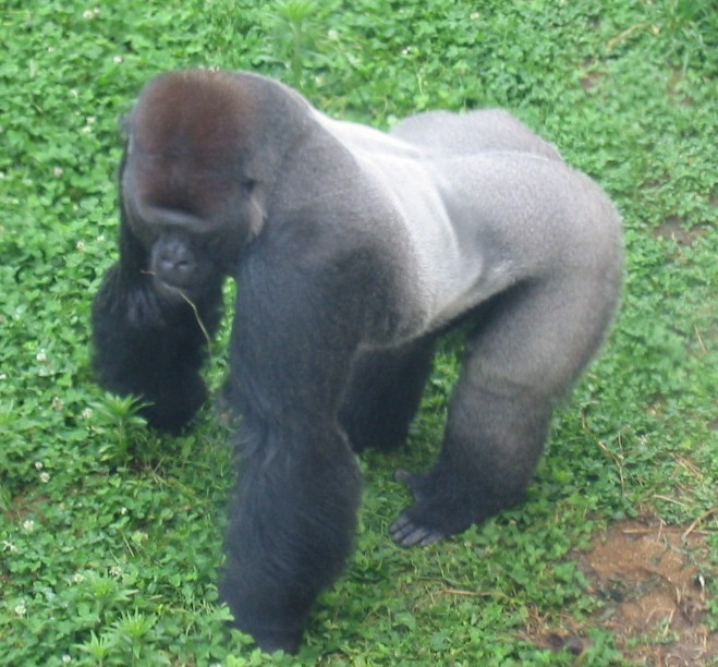 お宝、発見 シルバーバックの「のどぶくろ」｜神戸市立王子動物園【公式】