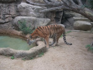 水飲み