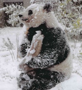 雪パンダ