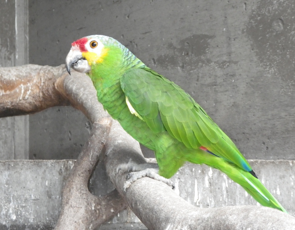 動物紹介シリーズ５ 続 王子動物園の珍しい動物たち 神戸市立王子動物園 公式