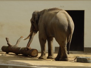 DSC06248木の皮をみじみじと