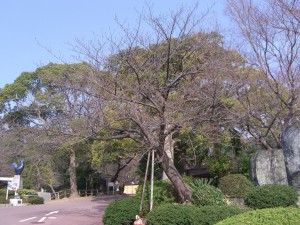 今日の桜