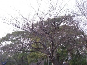 今日の桜