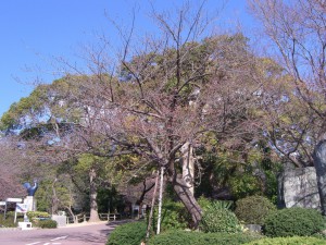 今日の桜２５日