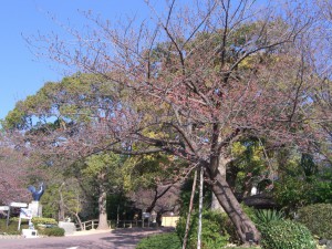 今日の桜２７日