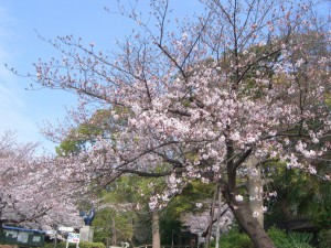 今日の桜３月３１日