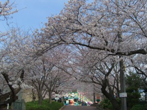 桜のトンネル３月３１日