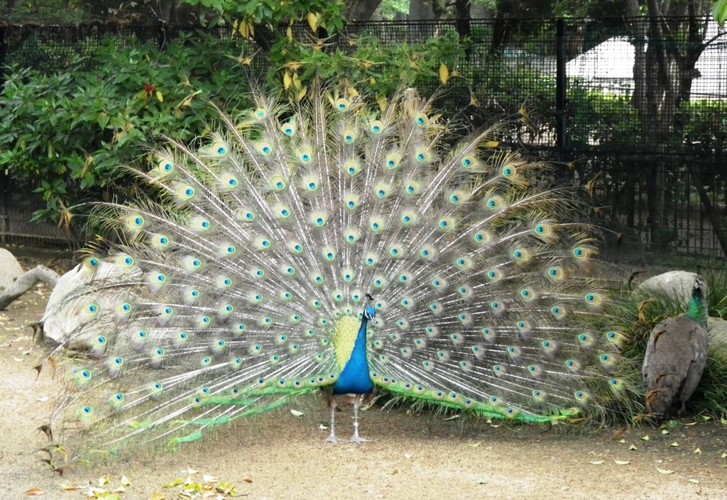 スタッフblog 神戸市立王子動物園