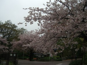 まだまだ元気