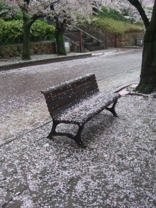 ベンチに花びら