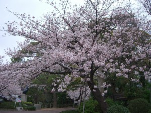今日の桜１日