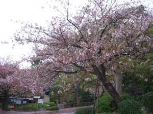 今日の桜１０日