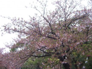 今日の桜１１日