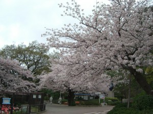 今日の桜３日