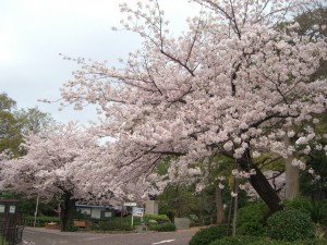 今日の桜４日