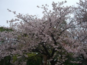 今日の桜５日