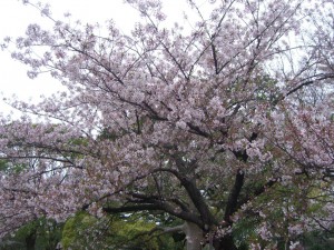 今日の桜７日