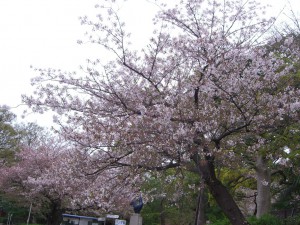 今日の桜８日