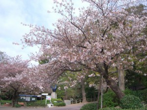 今日の桜９日