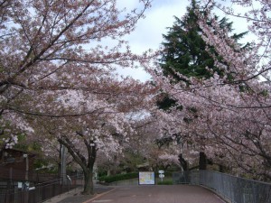 大分散っています