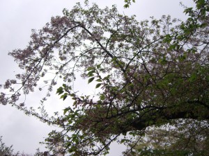 葉桜