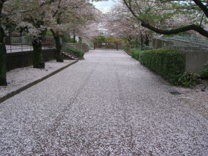 通路が絨毯２