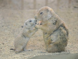 DSC_7392甘える