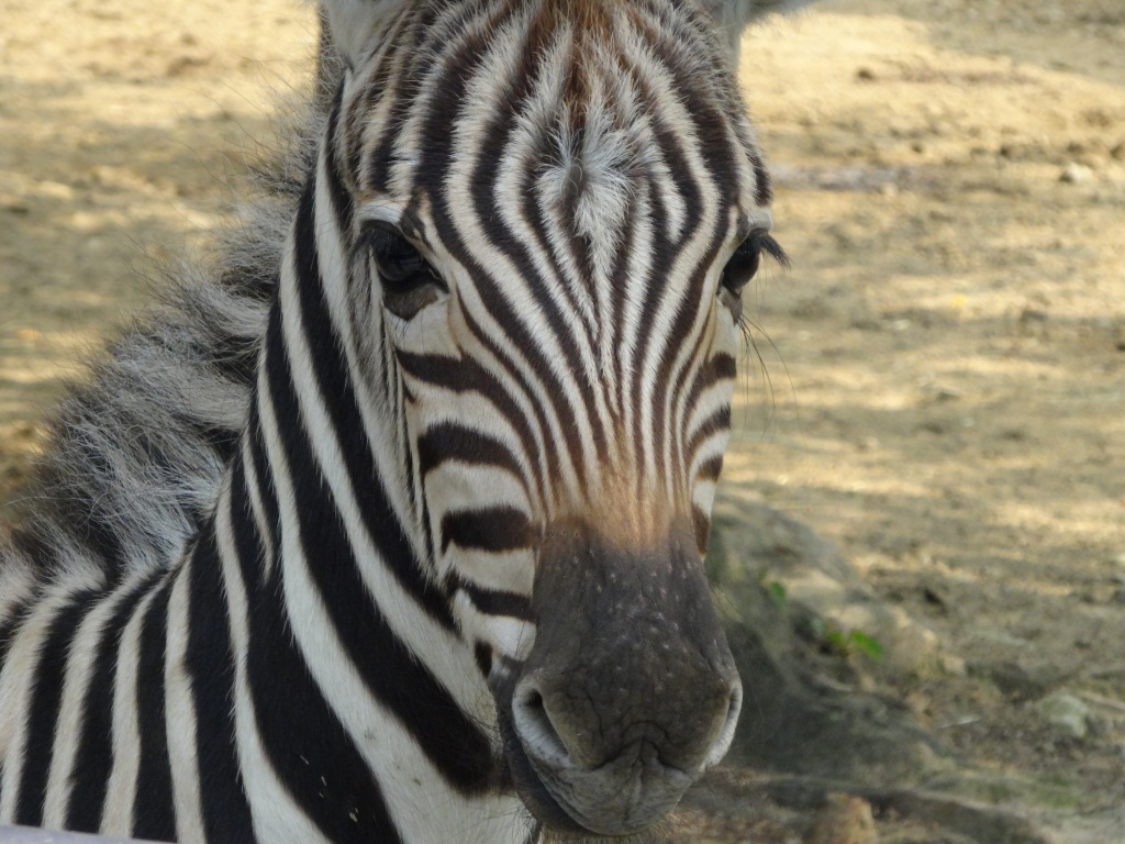 スタッフblog 神戸市立王子動物園