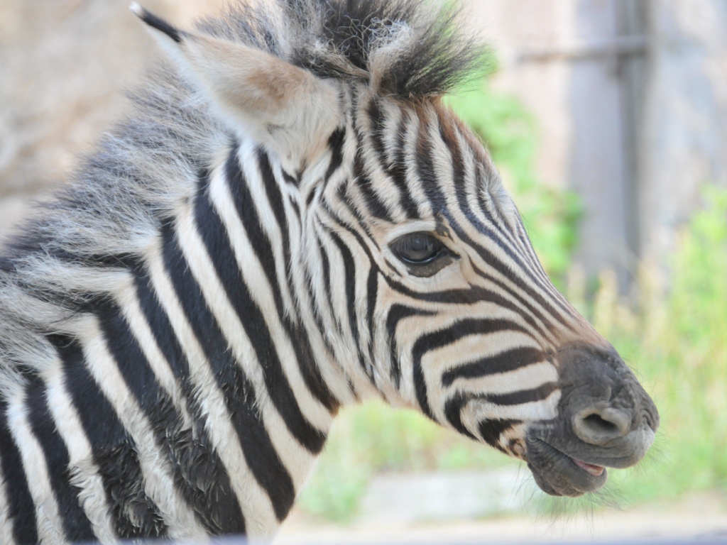 スタッフblog 神戸市立王子動物園