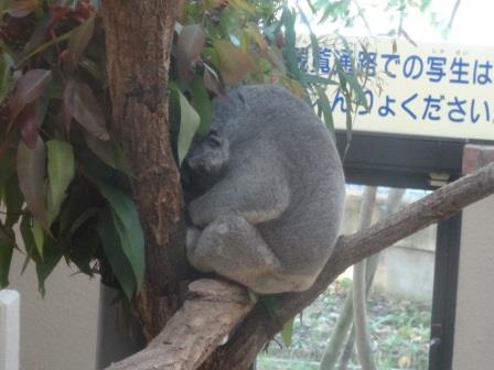 スタッフblog 神戸市立王子動物園