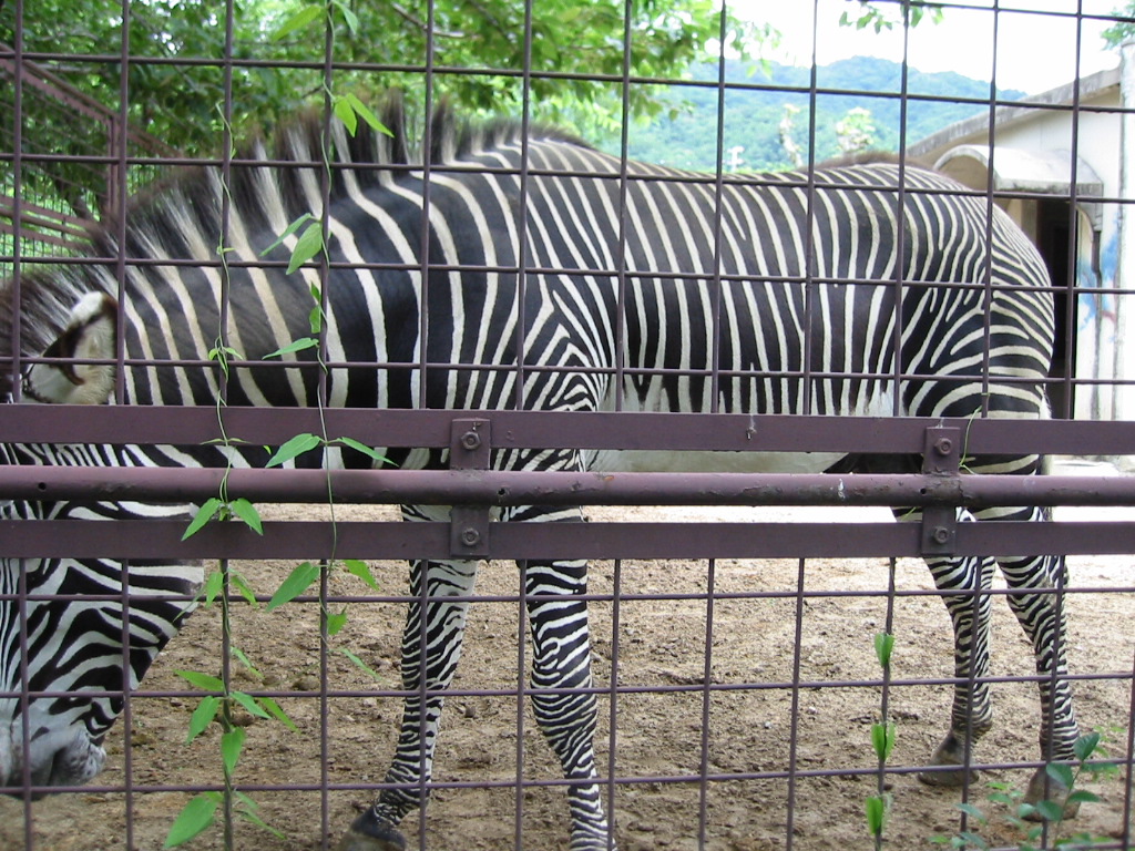 スタッフblog 神戸市立王子動物園