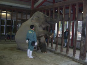 ゾウのトレーニング２