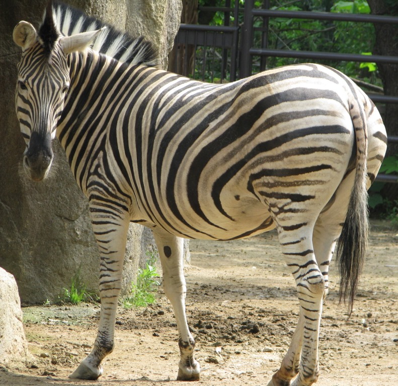 スタッフblog 神戸市立王子動物園