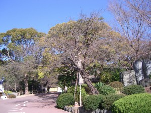 今日の桜