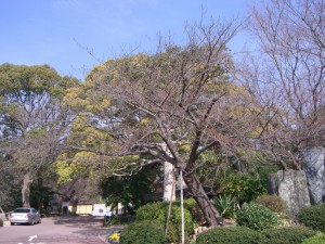 今日の桜