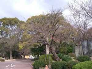 今日の桜