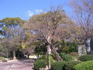 今日の桜