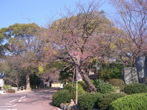 今日の桜