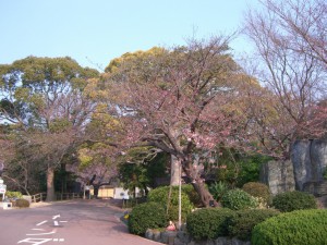 今日の桜