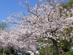 今日の桜２日