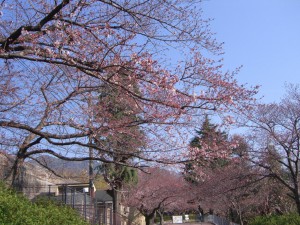 他の桜１