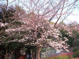 別の桜１